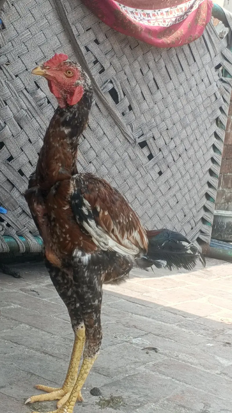 dasi aseel bird - healthy and active — photo 5