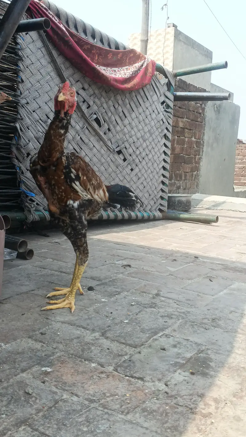 dasi aseel bird - healthy and active — photo 6