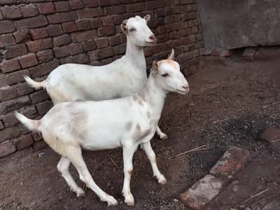 gulabi barbari bakri | Desi Goat |  بکری | Goat for sale