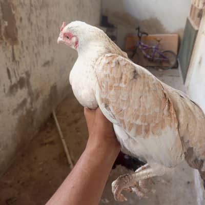 Aseel hen for sale