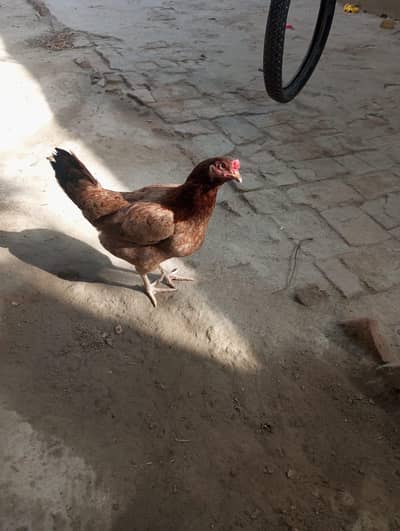 Healthy Desi Aseel Cross Hen for Sale
