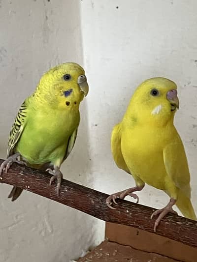Australian Budgies Breeder Pair