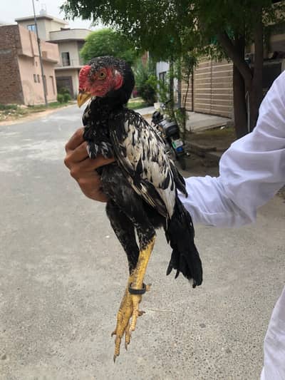  Premium Active Aseel Birds For Sale | Top Bloodline | Faisalabad