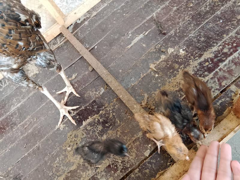full active 4 babys 6