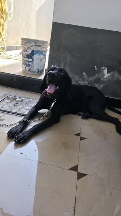 full balck labrador male doge for sell