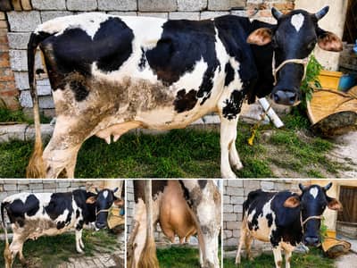 1.5 munth ki tazi soi dusra suwa pechy bachrii 03409392913