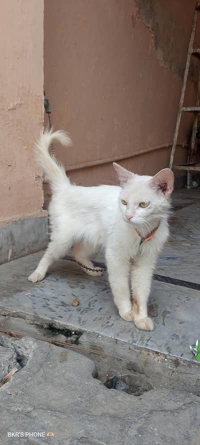 Beautiful Turkish Cat For Sale – Fully Litter Trained