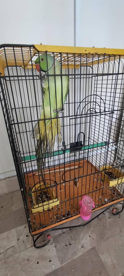 Ringneck for sale