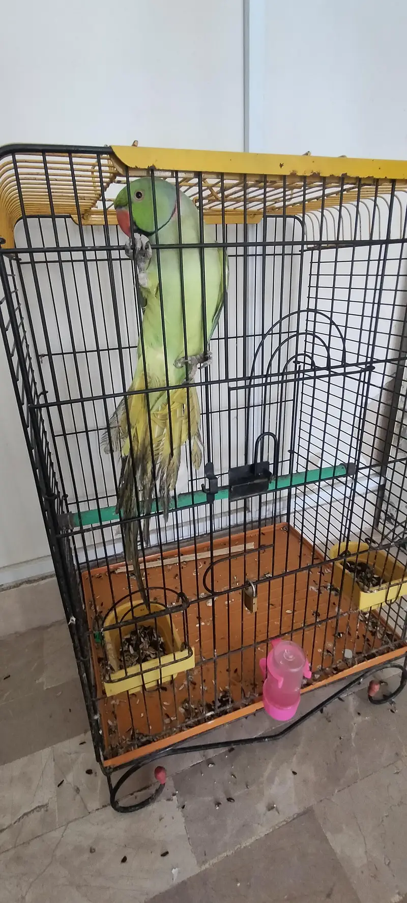 Ringneck for sale