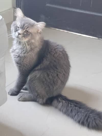 Persian Male Cat