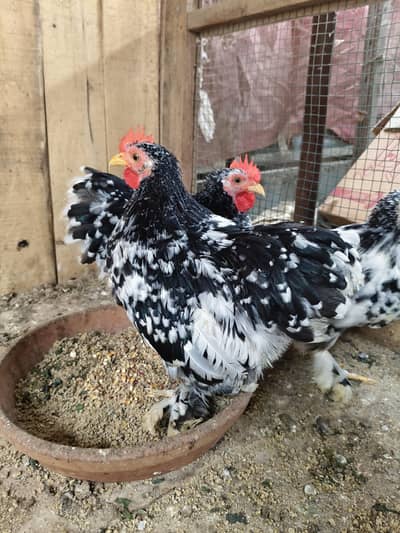 mottled Cochin bantam male