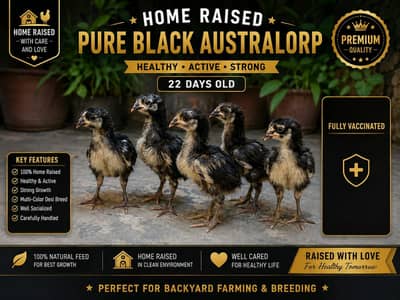 Pure Black Australorp Chicks | 22 Days | Fully Vaccinated | Healthy |