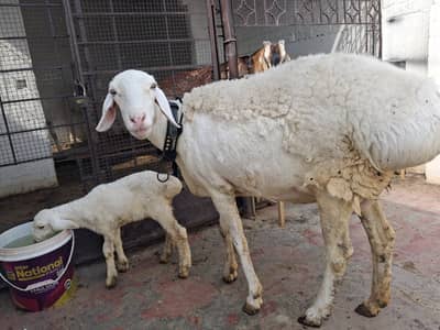 Talakang Dumby with 01 kid | Sheep | Dumbi | Goat For sale