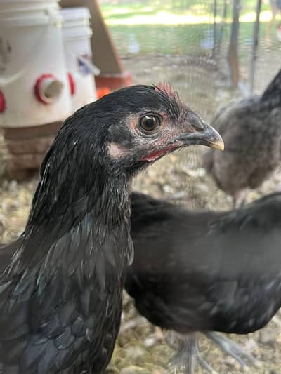  Pure Black Australorp Chicks For Sale 492