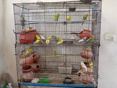Active breeding pairs and babys budgies