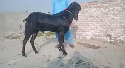 Desi Bakra Urgent For Sale _03266651905