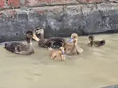 khaki campbell chicks for sale