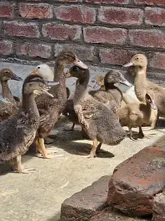 khaki campbell chicks for sale — photo 2