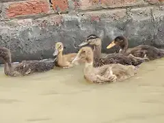 khaki campbell chicks for sale — photo 3