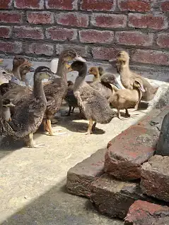 khaki campbell chicks for sale — photo 4