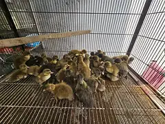 khaki campbell chicks for sale — photo 5