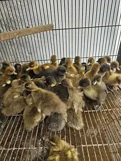 khaki campbell chicks for sale — photo 6