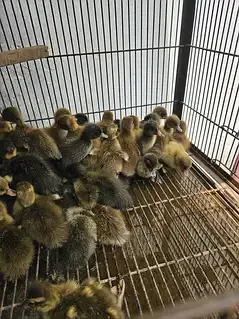 khaki campbell chicks for sale — photo 7