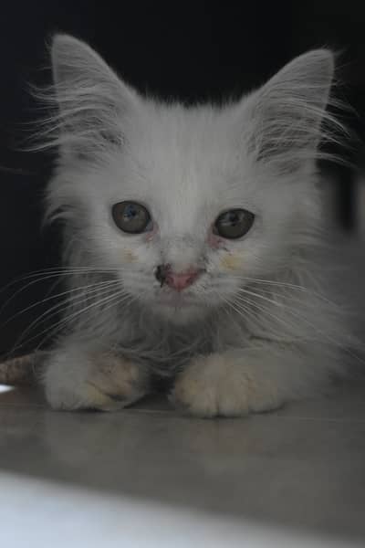 White Persian Kitten