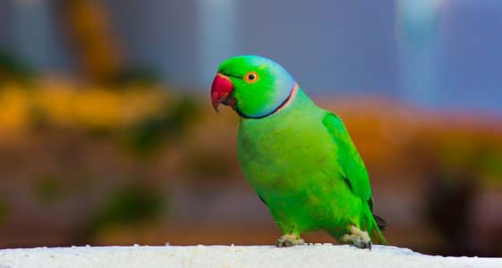 green parrot  male
