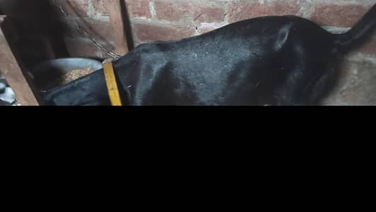 female for sale o3o67633o55