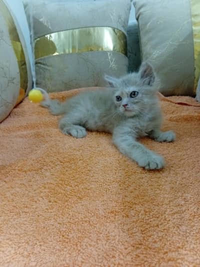 persian kitten for sale