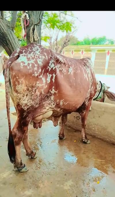 cholistani cow