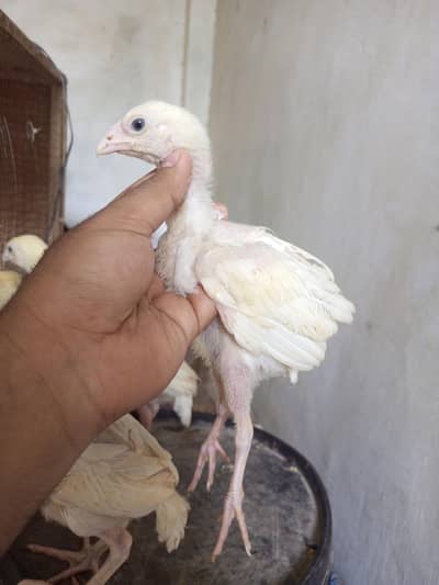 Heera Aseel Chicks  4 pieces ( 03204661930 )