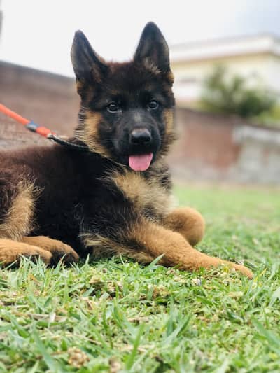 Garman shepherd 3 month full active. Long coat