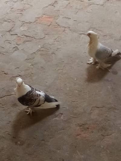 sentinat breeder pair with 2 chiks