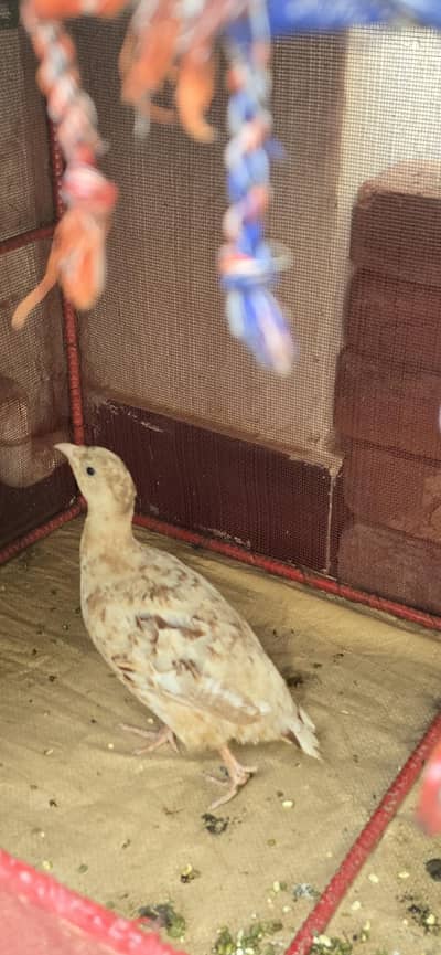 cotron white female ready fo breed
