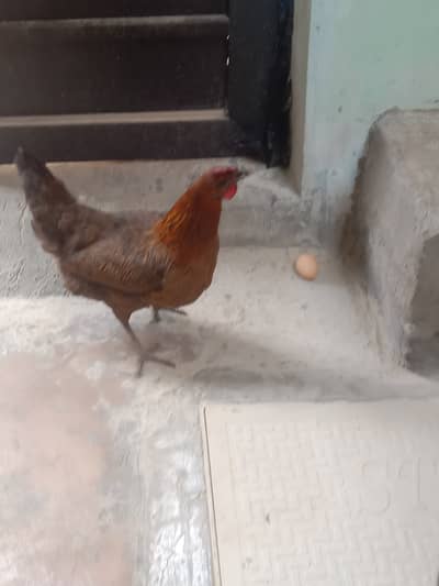 Hen desi