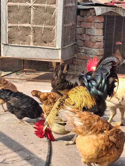 Desi hens male& female