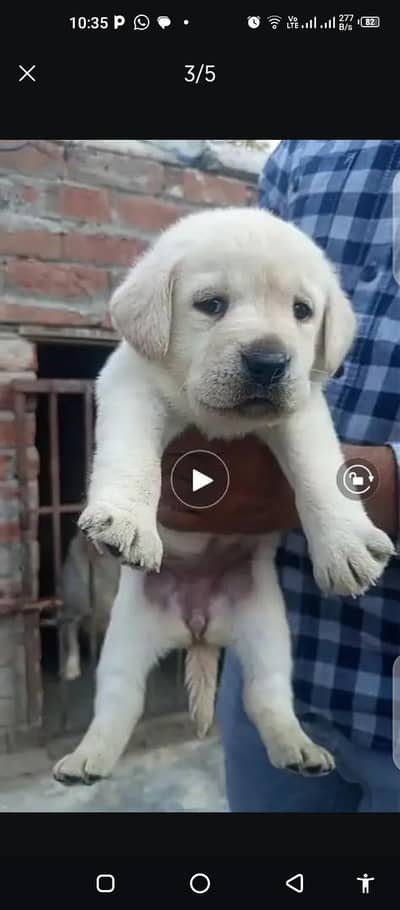 british labrador pup for sale03207562262
