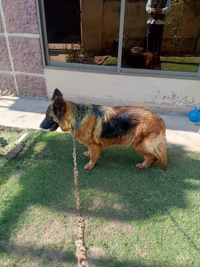 German shepherd long coat female