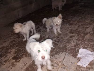 healty pupys