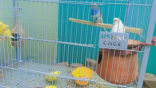 Complete Australian Parrots & Cage Package – Healthy & Breeding Setup