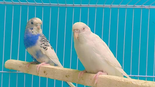 Complete Australian Parrots & Cage Package – Healthy & Breeding Setup