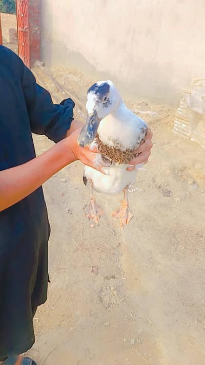 Maaz duck farm healthy premium ducks