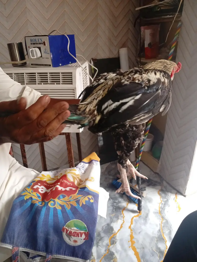 Aseel Murga ready to breed