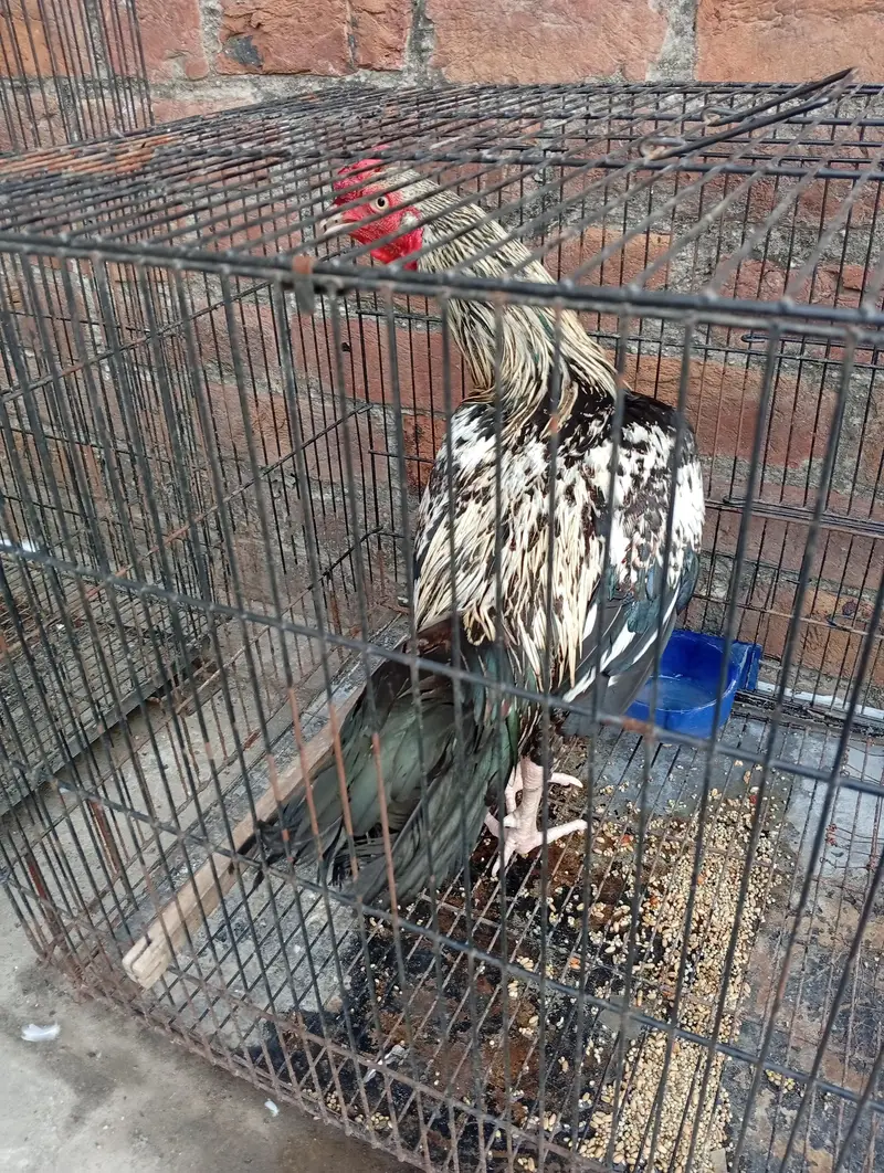 Aseel Murga ready to breed — photo 2