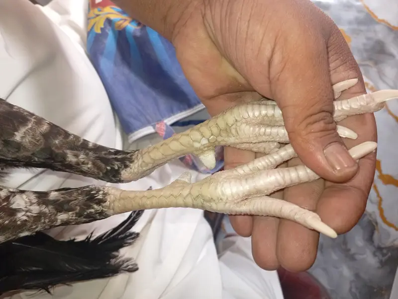 Aseel Murga ready to breed — photo 3