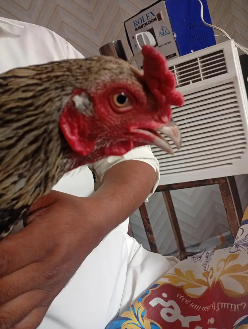 Aseel Murga ready to breed — photo 4