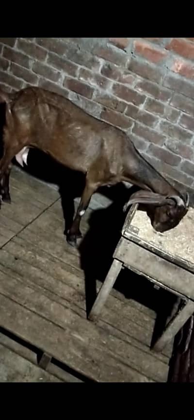 dasi bakri dodh Vali 03098289032