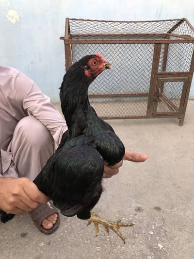 Kali mushki madi & kala lahka murga